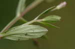 yellowseed false pimpernel